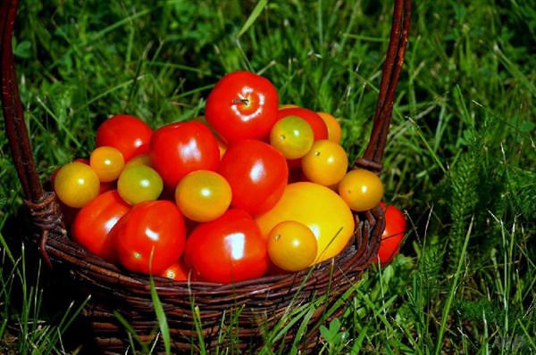 西红柿是水果也是蔬菜对吗(蔬菜中的水果，吃西红柿有9大好处，其中第二个作用常被忽略！)