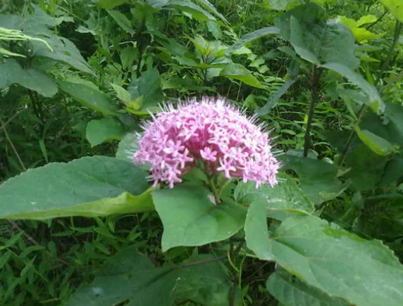 农村一种臭草,农民叫它"臭枫草",根卖30元一斤,价值不一般