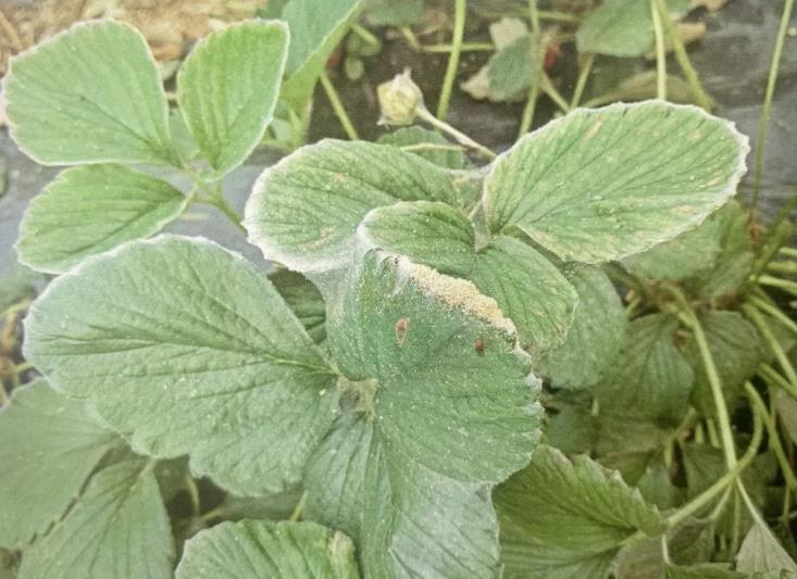 大棚种植草莓虫害多,常见三种虫害如何防治?可以试试生物防治