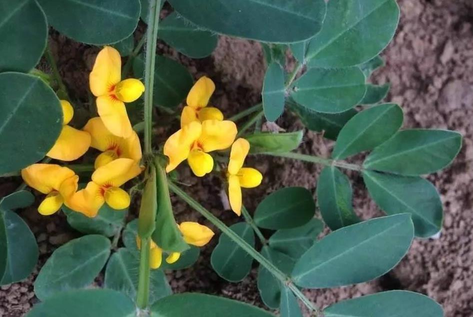 花生开花期 巧施硼肥 有利于开花和荚果数量 有助于增产 农业助手