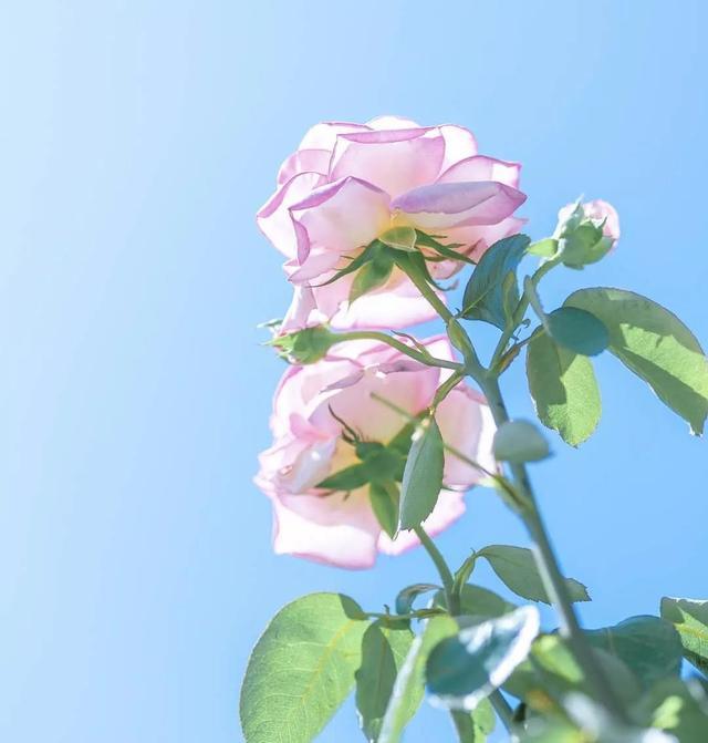 阳光暖心的早安心语,愿你每一天都过得美好而充实