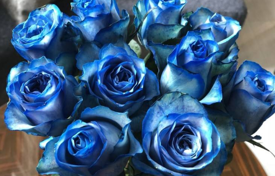 新手养花就养一盆"冰雪皇后",花型饱满,冷艳高贵,观赏价值高