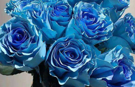 新手养花就养一盆"冰雪皇后",花型饱满,冷艳高贵,观赏价值高