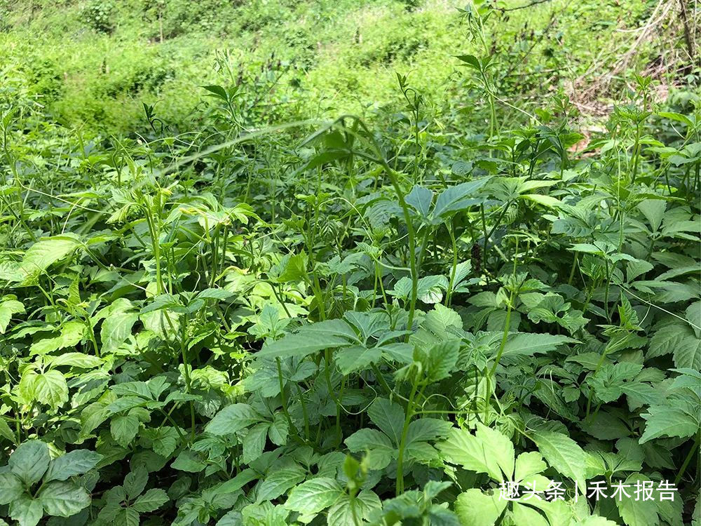 古时是救命野菜 如今成致富草 多元一斤 你家山上或许也有 禾木报告