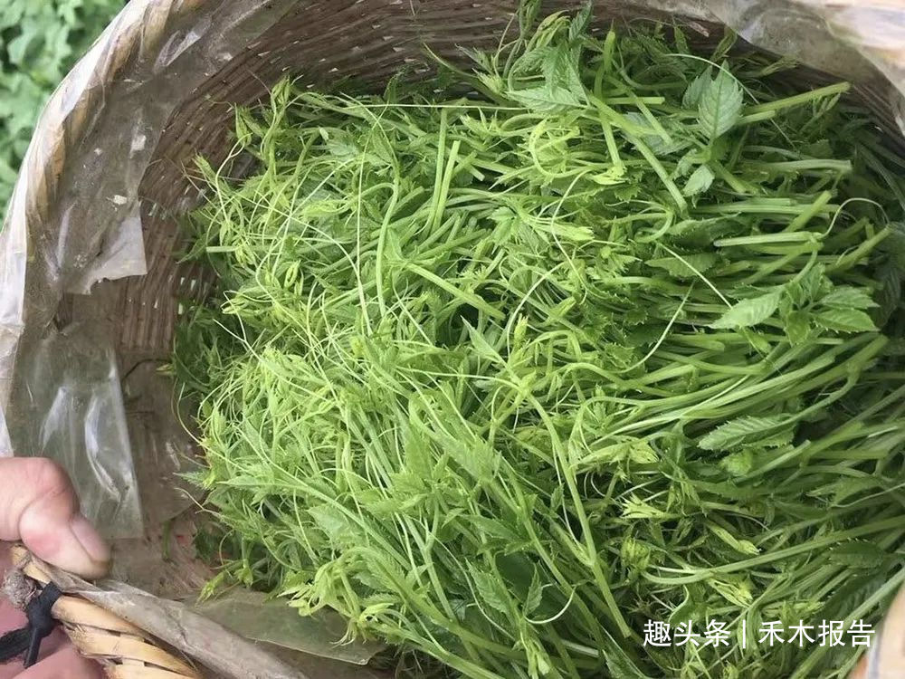 古时是救命野菜 如今成致富草 多元一斤 你家山上或许也有 禾木报告