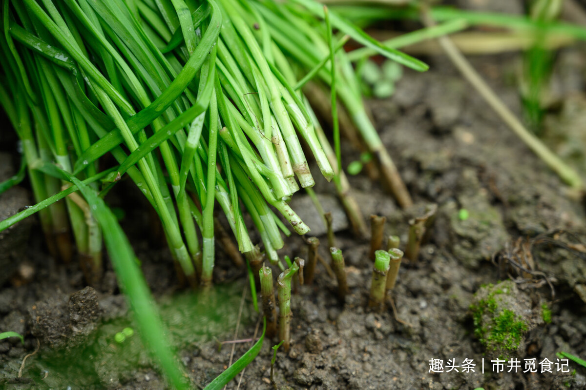 春天吃韭菜,搞清"紫根"和"白根"的区别,菜农:味道差别大了