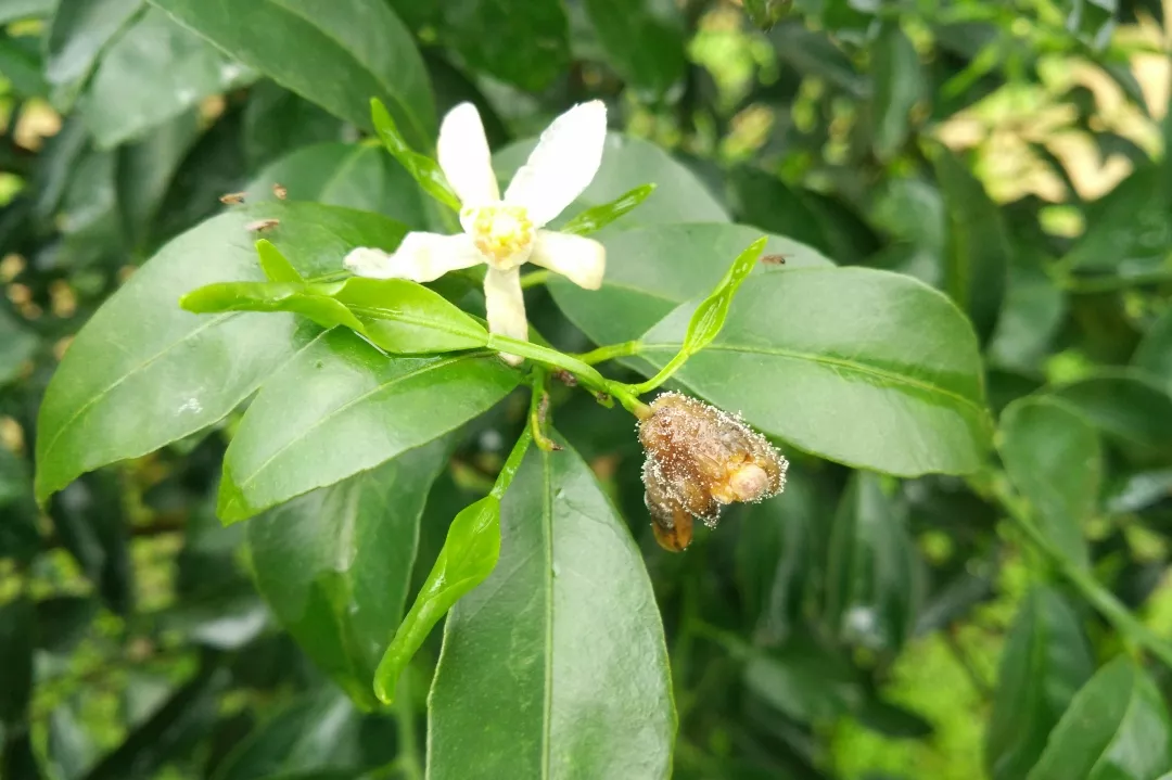 柑橘花期遇雨 一定要防好灰霉病 花皮果多 卖不起价的 农业助手