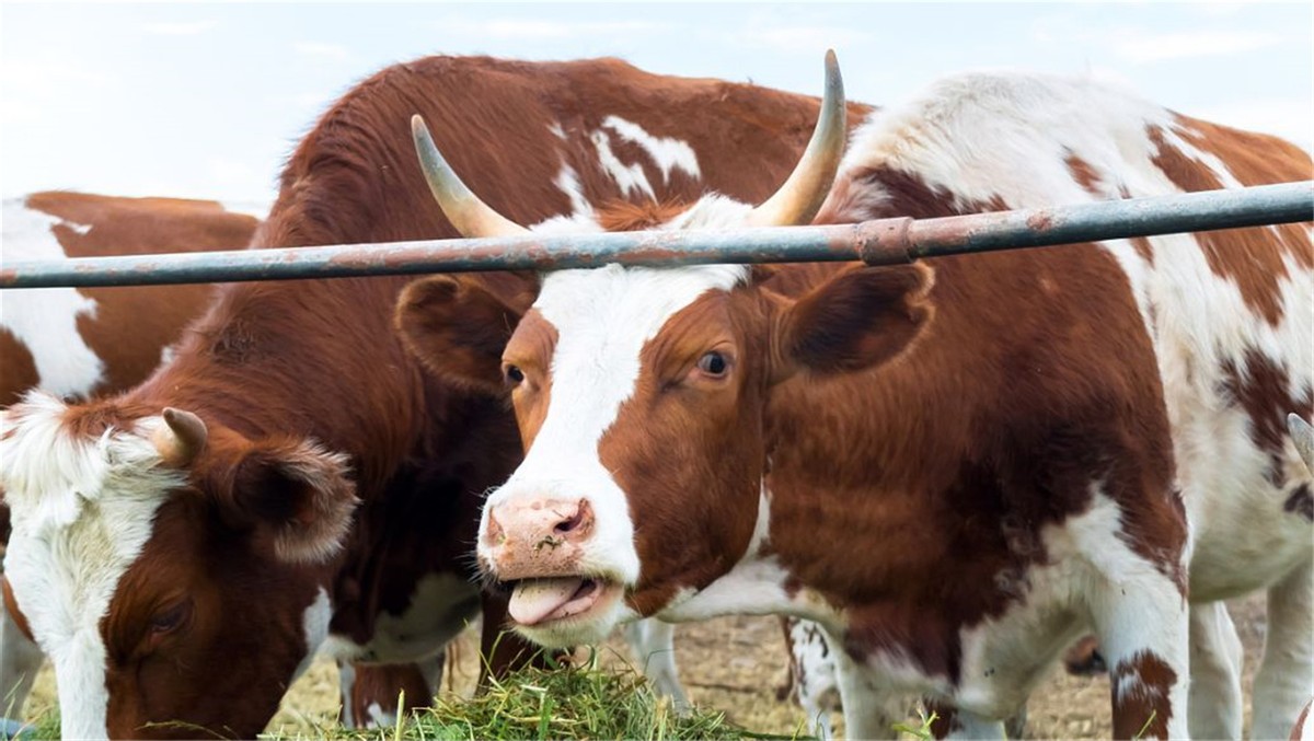 牛只吃草为什么能长出强壮的肌肉(牛只吃草为什么能长出)