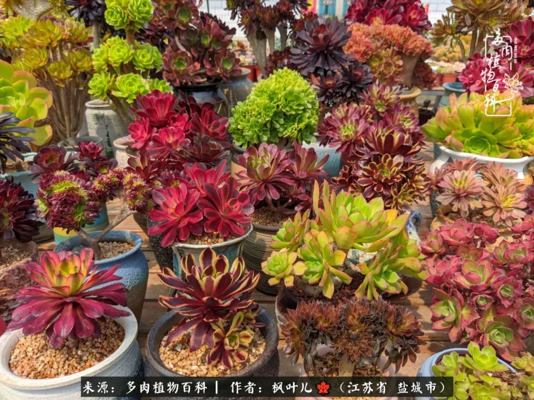 老家庭院 种花种草种多肉 我的诗和远方 多肉植物百科