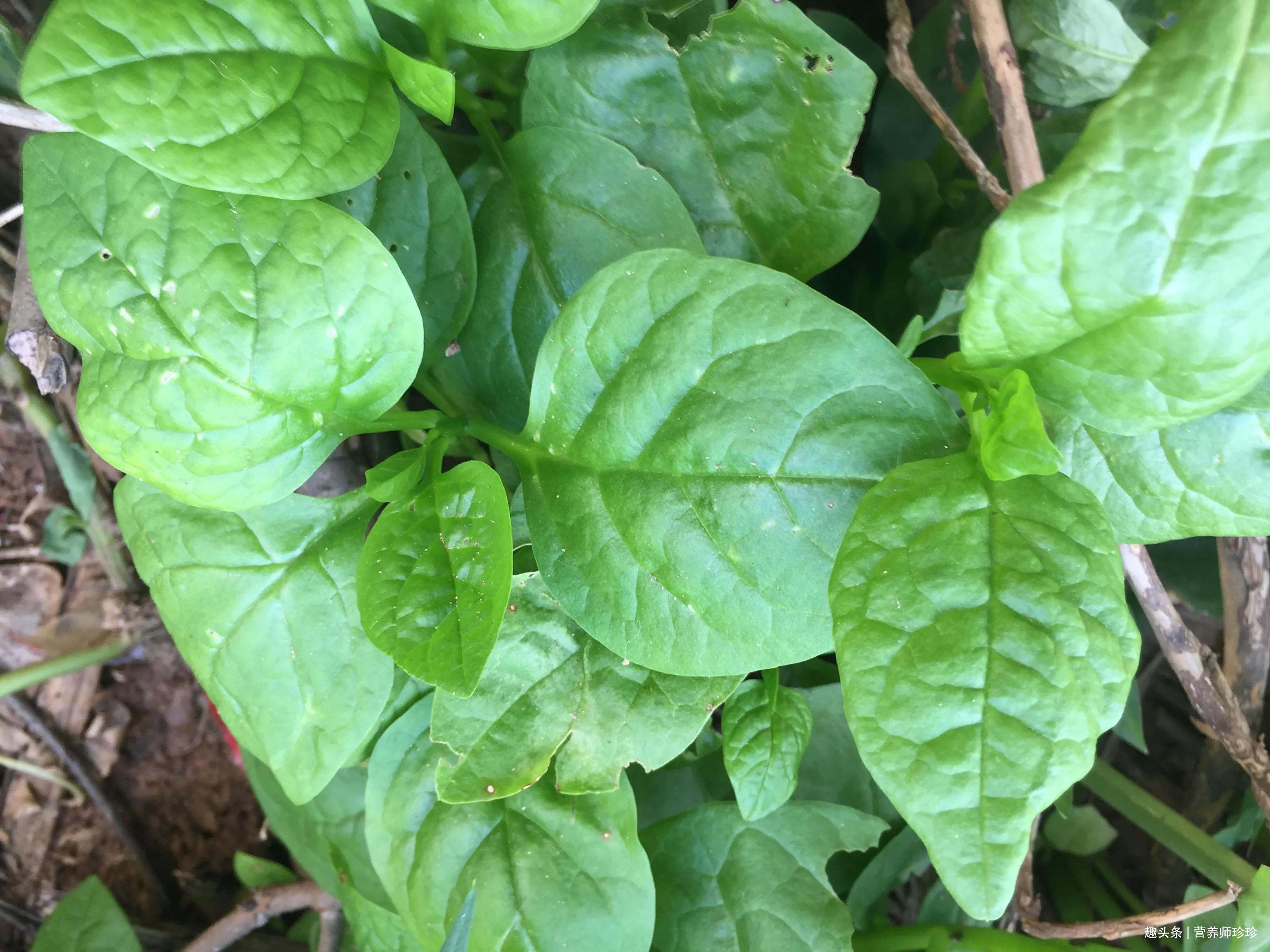 农村人常用的三种野菜(农村常见的60种野菜大全)