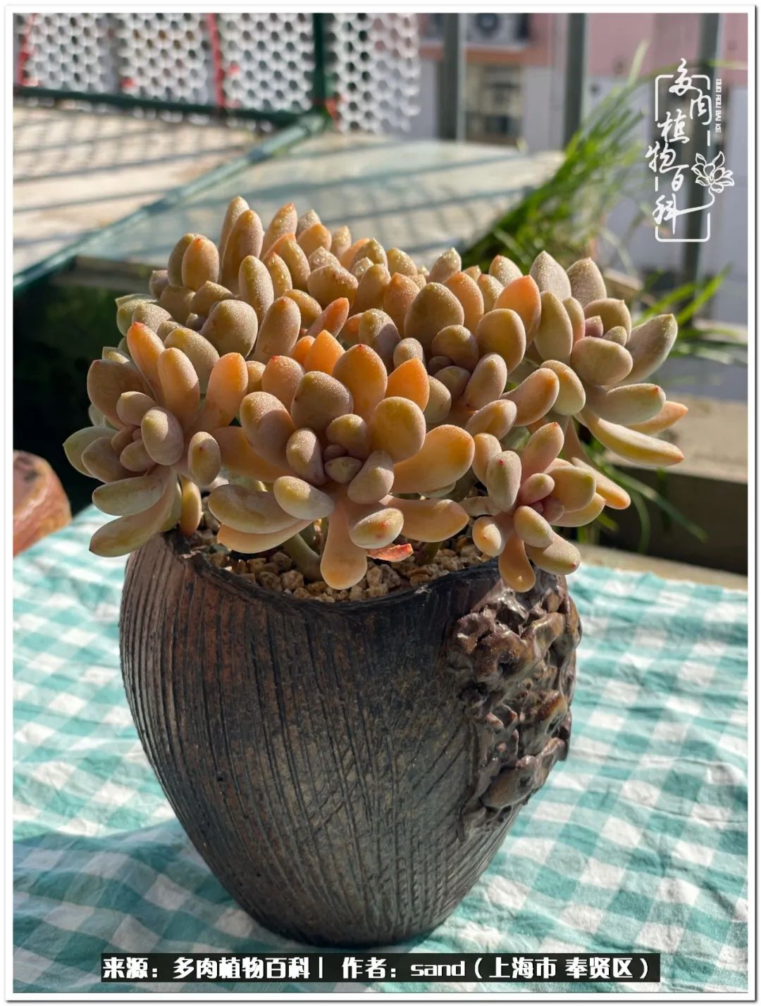 养点多肉植物吧 生活本就不易 取悦别人不如取悦自己 多肉植物百科