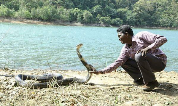 印度 捕蛇教父 遭眼镜蛇狠咬 毒性发作心脏功能剩 热点前沿