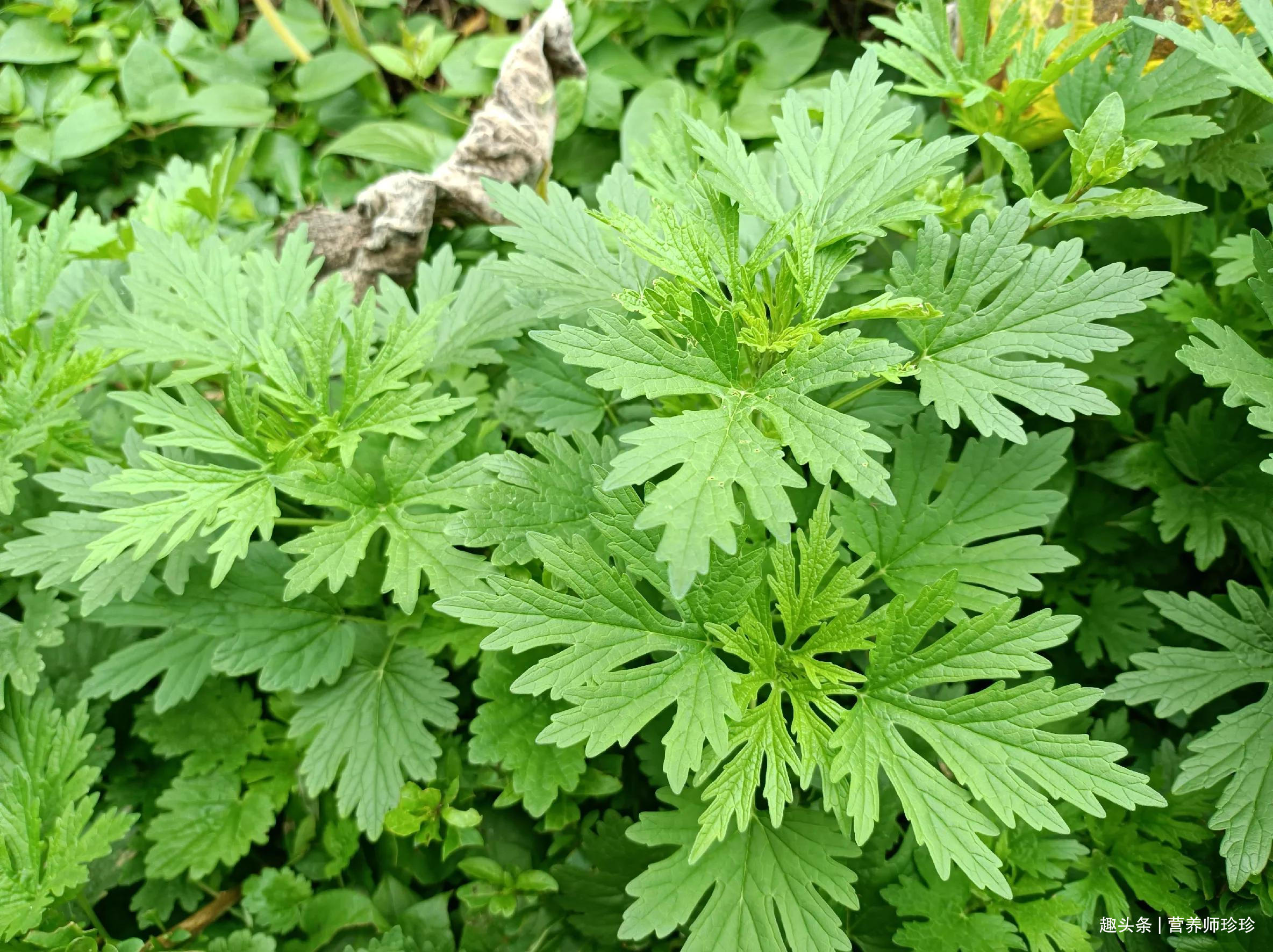 草药益阳草图片图片