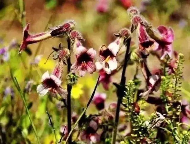 那些好吃又 有毒 的野菜 你都了解吗 上观新闻