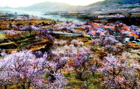 红色 生态 影视 青岛西海岸新区打造杨家山里乡村旅游新名片 北青网