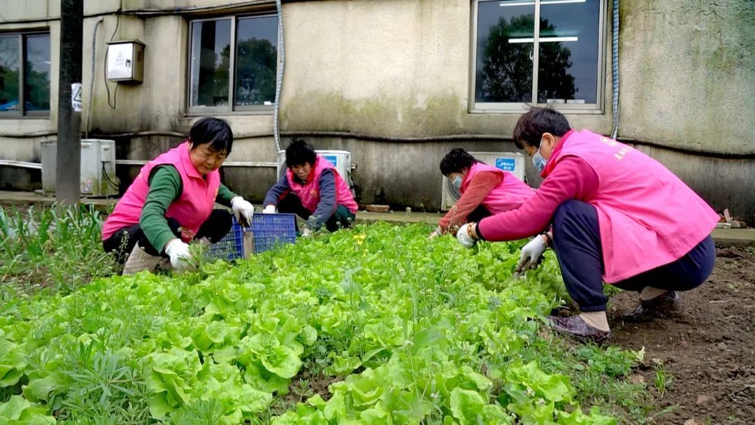 暖心又暖胃 小区荒地变身绿油油的 共享菜园 上观新闻