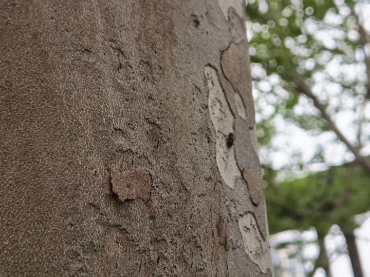 一只一只又一只 一共3500只 杭州路边梧桐树被放上了好多虫 钱江晚报小时新闻