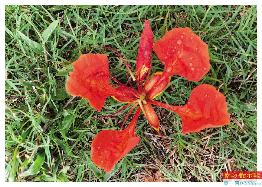 凤凰花开点燃初夏 南方都市报