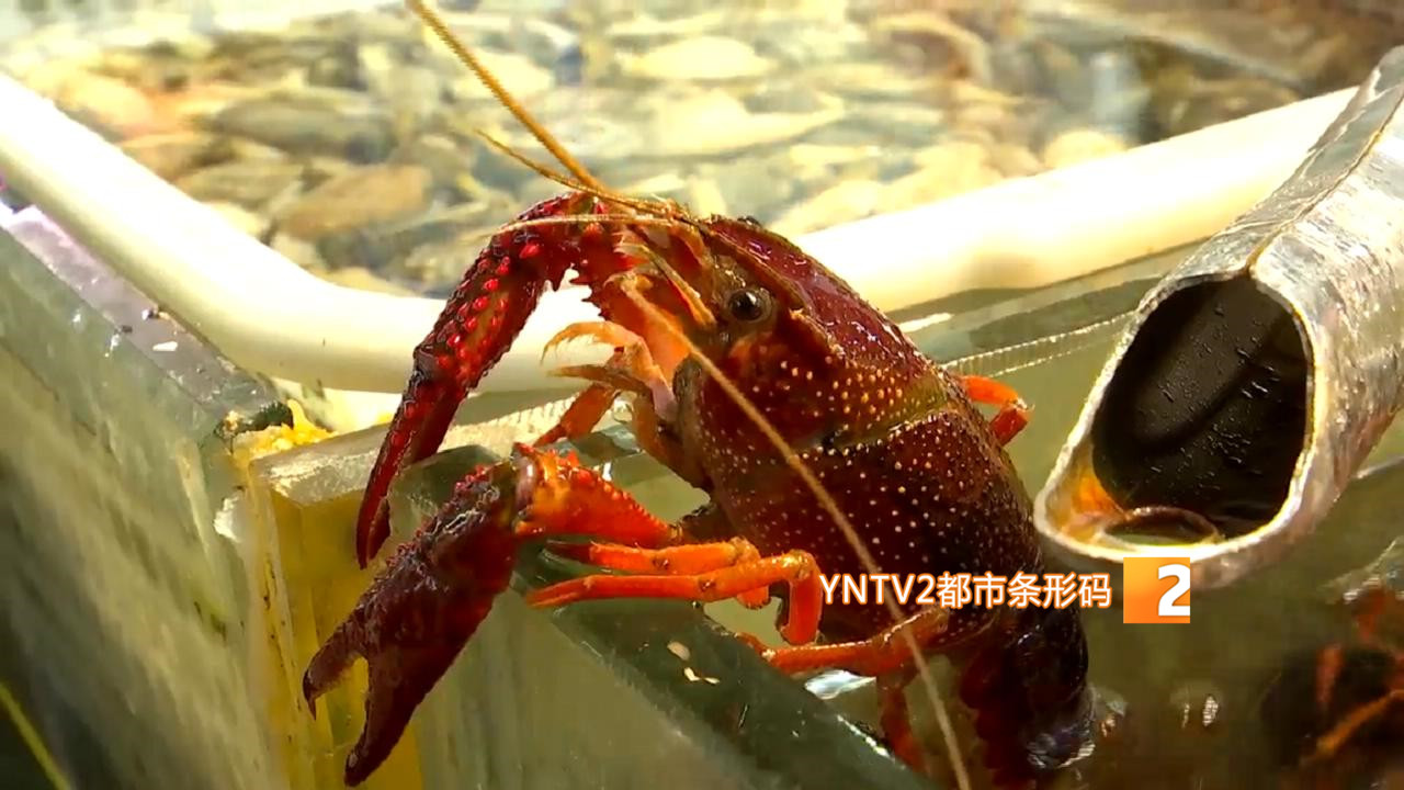 小龙虾进入最佳食用期年轻人是最大的消费群体 都市条形码