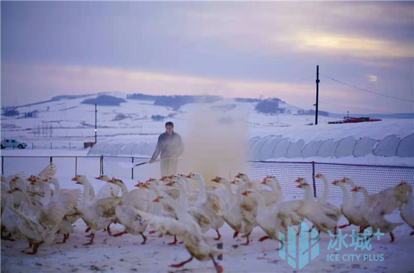 "为啥有落雪吃大鹅一说,李延喜说,这其实是咱东北民间的"老讲究"